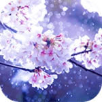 cherry blossoms in the rain android application logo